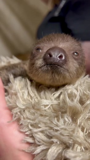 One Week Old Baby Sloth Thriving with Mom