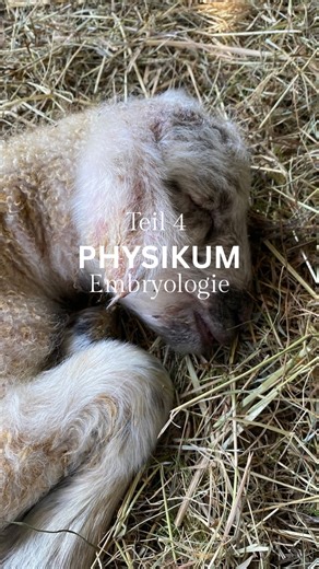 𝐉𝐀𝐍𝐀 :) on Instagram: "Hier die Details inkl. Links zu hilfreichen Videos 👇🏽 zum Ablauf der Physikums Prüfung in Gießen an der JLU (vetmed 🐮) Wir wurden in 2er & 4er Gruppen geprüft, abwechselnd und insgesamt etwa 2–3 Stunden lang (inklusive Histologie). Die Embryologie Prüfung bestand aus zwei großen Themenblöcken: 1. Allgemeine Embryologie: Beschäftigt sich mit den grundlegenden Entwicklungsprozessen z.B. Gametogenese. 2. Spezielle Embryologie: befasst sich mit der Entwicklung der einze