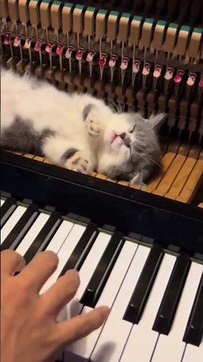 🐈‍⬛ Piano Cat 🎹🤯 This Feline's Got Skills!