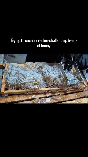 Some frames are easy to remove the wax cappings to release the honey but occasionally one is a very big challenge. This is a very uneven frame so removing the cappings took a little while. This honey will then be spun and sieved to remove wax parts then poured directly into your jar. #rawhoney #realhoney | Manchester Honey Company