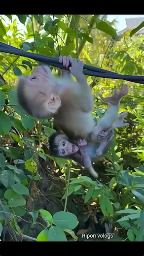 176K views · 2.5K reactions | Hold On Tight, Baby Monkey Adventure Time! | Monkey BiBi | Facebook