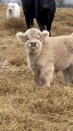 Cows Are Amazing | Adorable ♥ - - Tag someone who needs to see this💙 - Follow 👉@_cows_are_amazing_ for more content💓🌼🥰 ======================= Follow... | Instagram