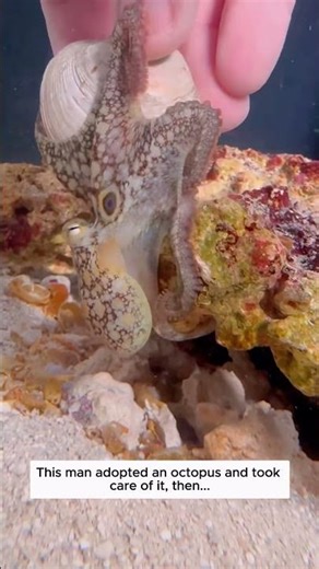 This man adopted an octopus and took care of it, then...