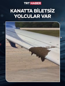 🐝Meksika’da bir yolcu uçağı, kanadına toplanan arı sürüsü nedeniyle rötar yaptı.