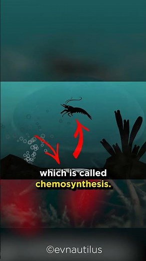 Scientific Tuesday: Chemosynthesis #sciencefacts #biology