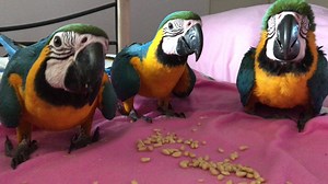 10K views · 786 reactions | The baby on the right cannot believe he has to eat them by himself | Macaws Australia | Facebook