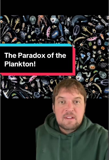 Understanding the Paradox of the Plankton