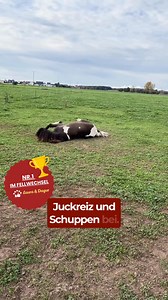Fellwechsel ist Höchstarbeit für dein Pferd – unterstütze es jetzt optimal! ✨🐴 Während des Fellwechsels läuft der Stoffwechsel auf Hochtouren, und besonders Leber & Nieren arbeiten auf maximaler Belastung. Ohne gezielte Unterstützung kann es zu Müdigkeit, Hautproblemen oder mattem Fell kommen. 💚 Warum EWALIA Leber-Nierensaft: ✔ unterstützt die körpereigenen Entgiftungsprozesse ✔ trägt zur Linderung von Hautproblemen wie Ekzeme, Juckreiz & Schuppen bei ✔ sorgt für einen optimalen Stoffwechsel ✔