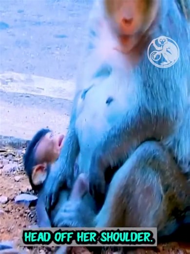 Adorable Baby Monkey Adventure with Mom