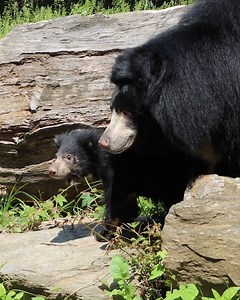 Our sloth bear cubs are getting more confident and more adorable each day. 🐻🐻 To celebrate their birth and the Zoo's commitment to conservation, a longtime supporter has pledged to match $15,000 in donations for Kelce and Harper. Donate today to double your impact! https://bit.ly/43CLx1q | Philadelphia Zoo