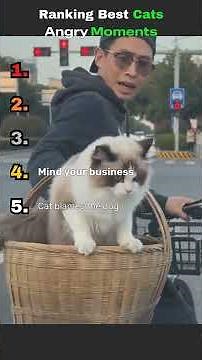 Top 5 Angry Cat Moments That Broke the Internet 😾🔥