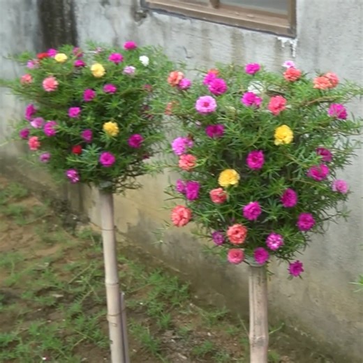 Green up your space with bottle gardening 🌺🪴 | DIY Balcony Garden