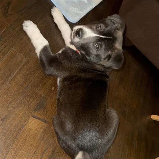 Evolution of Gilbert🩷💙💜🩵🐕🐕#puppy #puppylove #dog #akita #pitbull #mixbreed #fypシ゚viralシ #trenddog #kingcharles #famousdog | IAMjanice