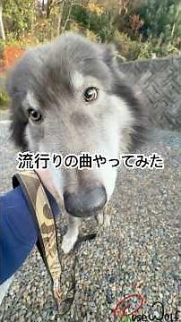 流行りの曲やってみたけどピットブルじゃなかった