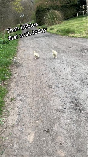 31K views · 2K reactions | Its WADDLE WEDNESDAY, just some baby geese for your day. #glenthegoose | Glen Honk | Facebook