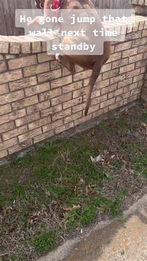 Rocket the Pitbull's Amazing Fence Jumps