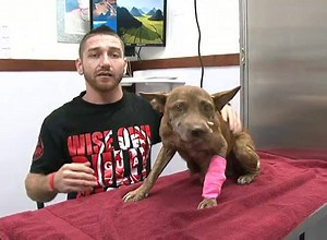 36K views · 536 reactions | Wise Owl Animal Care in Tamuning received not one, but two suspected cases of animal abuse recently. One dog had to have a kitchen knife pulled from its skull and another dog was treated for a gunshot wound to the head. While both are making speedy recoveries, the clinic is hoping to use these cases to advocate for better treatment of animals and stronger enforcement of crimes against our furry friends. | KUAM News | Facebook