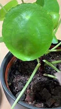Propagating Pilea with leaves - here's how!🪴🤩 #plants #pilea #plantpropagation #pileaplant