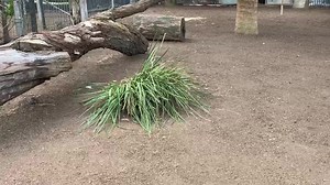 10K views · 589 reactions |  NEW ARRIVALS 珞 Hunter valley zoo welcomed 2 Mara yesterday afternoon, while a little nervous to begin with the Mara are out and about exploring their new home殺 The Patagonian mara are also known as the Patagonian cavy, Patagonian hare, or dillaby. This herbivorous, somewhat rabbit-like animal is found in open and semiopen habitats in Argentina, including large parts of Patagonia. | Hunter Valley Wildlife Park | Facebook