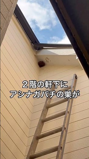 台風が少ないから？高所に作るアシナガバチの巣の駆除#ハチ#蜂の巣