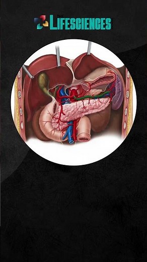 5 Causes of Left Upper Quadrant Pain | The Lifesciences Magazine
