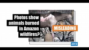 Most of these photos show animals burned by forest fires outside Brazil before the 2019 Amazon wildfires
