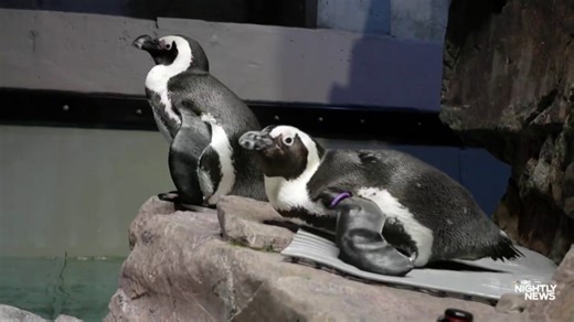 New England Aquarium creates space for older penguins to thrive