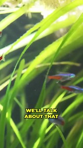 38K views · 349 reactions | Nitrates are Essential For Success! #aquariumcoop #aquariumadvice #plantedtank | Aquarium Co-Op | Facebook