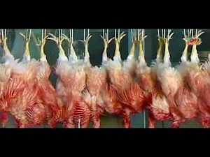 automatic chicken processing plant