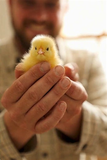 Top Incubator Recommendation for Home Hatching