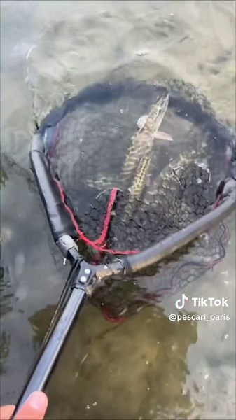 #fishinglife #pecheur #passion #angler #predatorfish #pescuit #release #brochet #musky #pikelures #fishing #frenchangleri #paris #pikefishing #boat #fish #bigfish #pourtoipage #peche #catfishing #foryoupage #fy #pourtoi