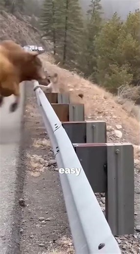 Unbelievable Animal Fight! Bull Throws Lion Off Road 🐂🔥. #animals #wildliferescue