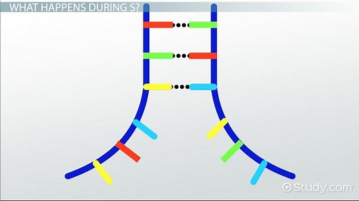 Interphase | Definition, Stages & Purpose