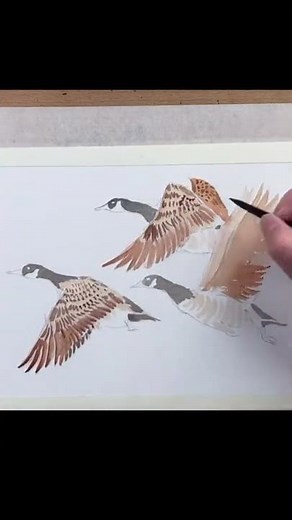 Watercolour Canadian geese in flight