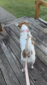 Molly doesn’t know whe she sees a rabbit that as big as any she’s ever seen 🤣🤣🤣🤣 | Bret Fox In The Morning