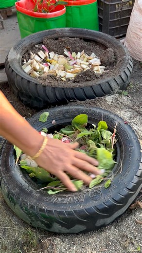 Growing cabbage in a bike taire using vermicompost #cabbage #gardening #garden #farming