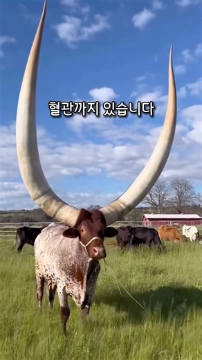 거대한 소뿔이 가벼운 이유