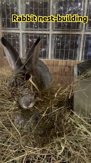 Rabbit nest-building behavior #americanchinchilla #rabbit #bunny #rabbitnest #conejo #cuniculture