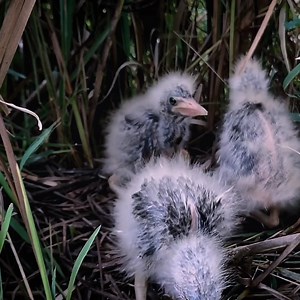 4.1K views · 360 reactions | After Running Around The Nest, The Baby Bird Waits For its Mother And Food | Review Bird Nest | Facebook