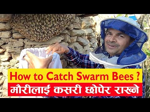How to Catch & Install a Swarm ? l Famous beekeeping