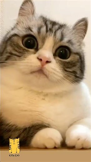 Funny Cat & Cute Kittens718😻 #shorts #kucing #kucinglucu #funny #pet #cat #foryou #viral #viralvideo