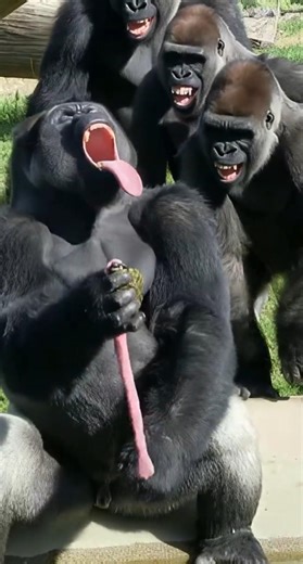 Gorilla Wild... "TONGUE STUNT"😂😂🦍 #funny #gorillareaction #gorillaprank #zoolife #babygorilla #pov