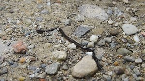 79K views · 151 reactions | The Brahminy blind snake, also referred...