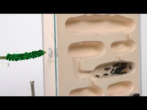 アリの巣に大量のアブラムシを入れると...