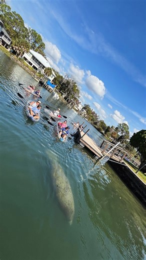 The temperatures are dropping in Crystal River, and that only means one thing: more manatees moving into the warm, clear springs. This time of year brings some of the most incredible wildlife moments of the season, and our clear kayak tours put you right where the magic happens. If you’ve been waiting for the perfect time to visit the manatee capital of the world, it’s officially here. Cooler weather, clearer water, and more manatees every day! | Get Up And Go Kayaking - Crystal River
