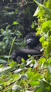 What Are the Best Colors for Gorilla Trekking? I once wore a white shirt on a gorilla trek—big mistake. Every insect found me first! Stick to earthy tones like khaki, brown, or green. They blend with the forest and keep bugs away. Bonus tip: go for UPF-rated shirts for sun protection. Plan your dream safari with our concierge team – the journey starts in our bio 📧 info@gorilla-trekking-safari.com | gorillapathfinders@gmail.com 🌍 gorilla-trekking-safari.com 📲 WhatsApp: 256771204207 | Chat | Je