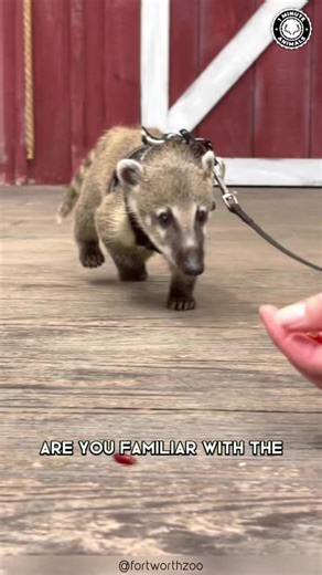 South American Coati 🦝 Smart, Curious and Irresistible Cute! #coati #southamericancoati #coatis #raccoon #raccoons #raccoonlove #cuteanimals #wildlife #wildanimals #wildnature | 1 Minute Animals