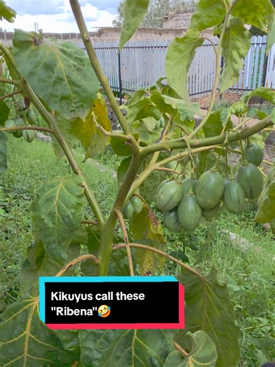 Gardening Tips: Growing Ribena Plants