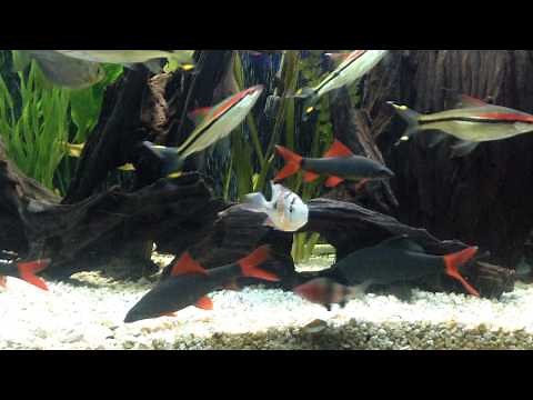 Fish Tank Cam : Rainbow Shark and Redtail Shark