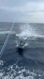 Oregon Inlet, NC - Hot Blue Marlin on the Rigged Up. | Billfish Report LIVE